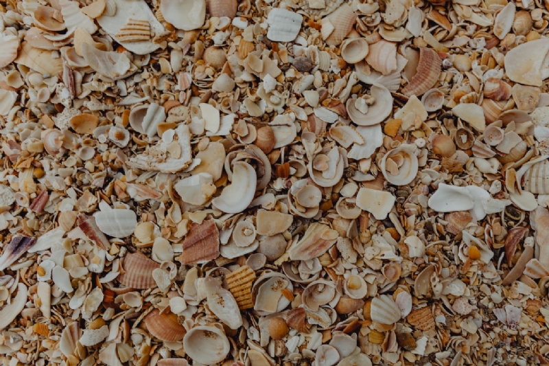 kaboompics_Sea shells on the beach, Algarve, Portugal-2.jpg 方案配图,色彩意境,褐色,