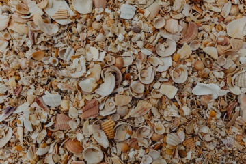 褐色 kaboompics_Sea shells on the beach, Algarve, Portugal-2.jpg