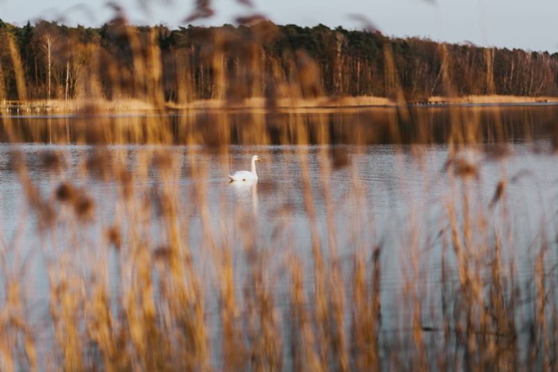 kaboompics_Swan on a lake.jpg 方案配图,色彩意境,褐色,