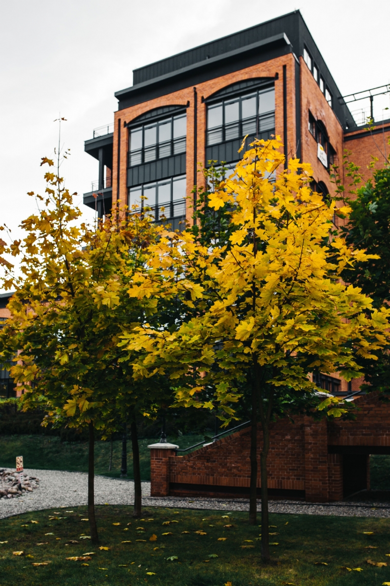 kaboompics_Autumn threes and brick building.jpg 方案配图,色彩意境,黄色,