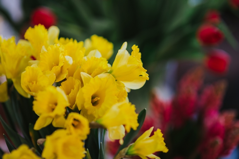 kaboompics_Beautiful yellow flowers.jpg 方案配图,色彩意境,黄色,