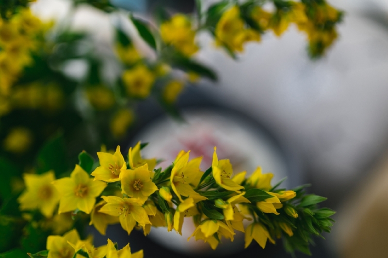 kaboompics_Close up of yellow flowers.jpg 方案配图,色彩意境,黄色,