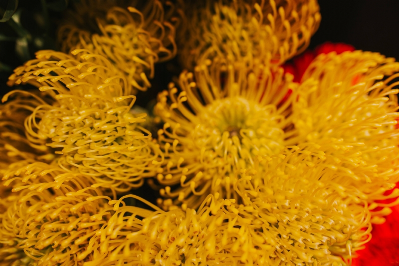 kaboompics_Close-up of a yellow flower bouquet.jpg 方案配图,色彩意境,黄色,