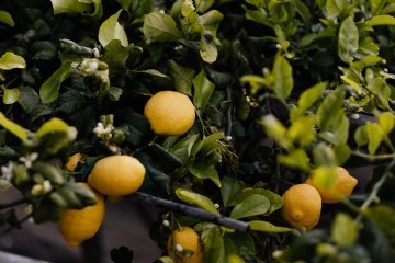 黄色 kaboompics_Lemon tree.jpg