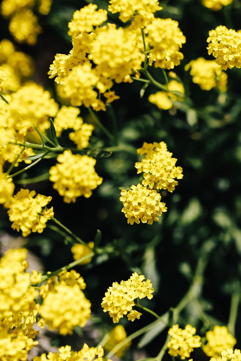 kaboompics_Small yellow flowers.jpg 方案配图,色彩意境,黄色,