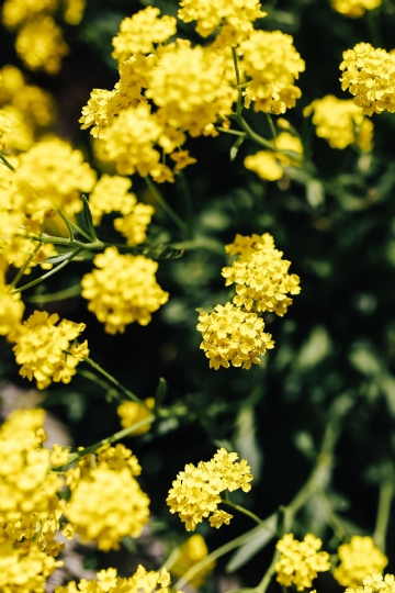 黄色 kaboompics_Small yellow flowers.jpg