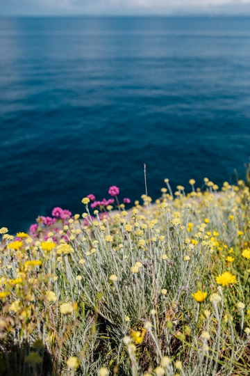 黄色 kaboompics_Wild flowers from Amalfi Coast.jpg