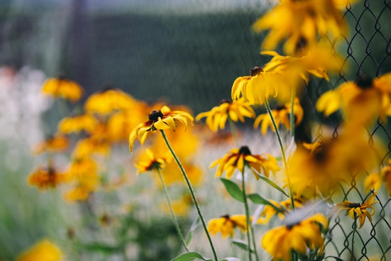 kaboompics_Yellow flowers.jpg 方案配图,色彩意境,黄色,