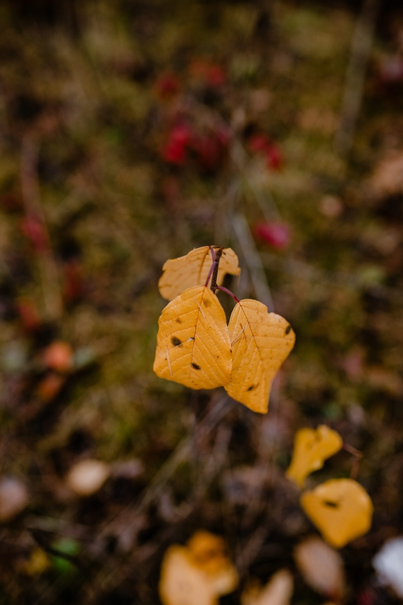 kaboompics_Yellow leaves in the forest.jpg 方案配图,色彩意境,黄色,