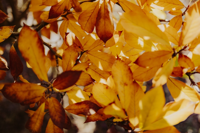 kaboompics_Yellow leaves of magnolia in autumn.jpg 方案配图,色彩意境,黄色,