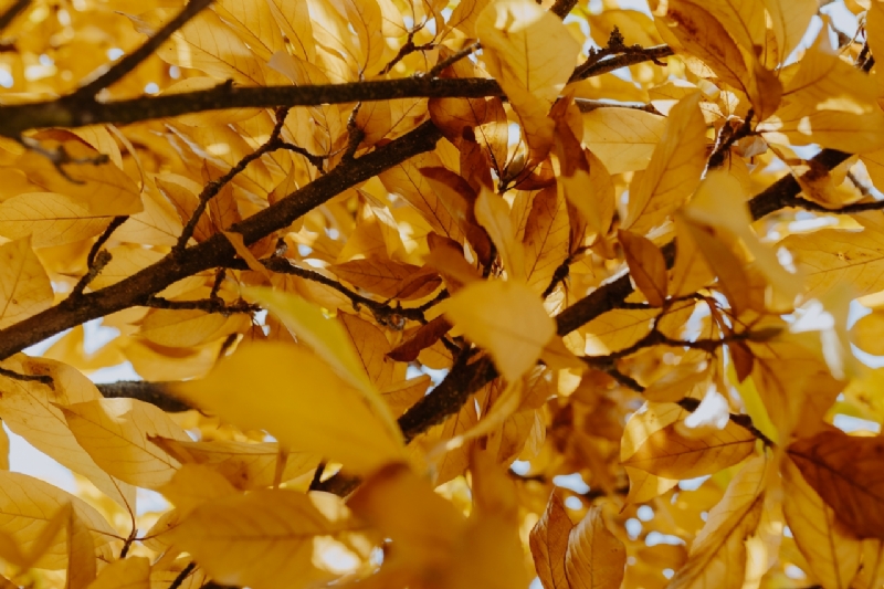 kaboompics_Yellow leaves of magnolia in autumn-2.jpg 方案配图,色彩意境,黄色,