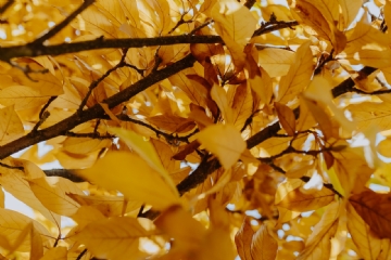 黄色 kaboompics_Yellow leaves of magnolia in autumn-2.jpg