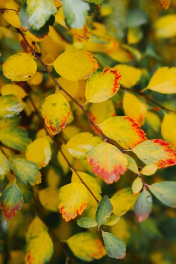 黄色 kaboompics_Yellow leaves.jpg