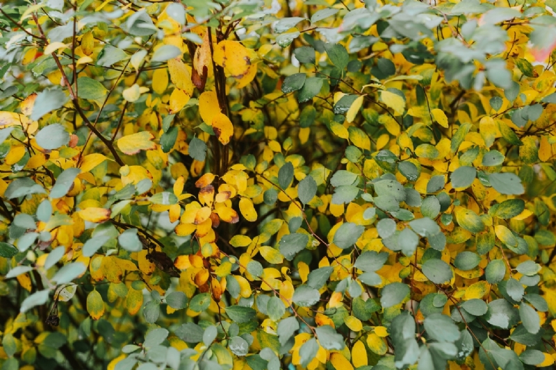 kaboompics_Yellow leaves-2.jpg 方案配图,色彩意境,黄色,