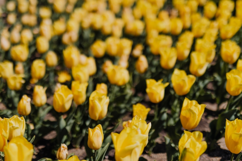 kaboompics_Yellow tulips flowers.jpg 方案配图,色彩意境,黄色,