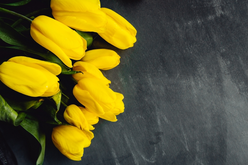 kaboompics_Yellow tulips on grey background with copy space.jpg 方案配图,色彩意境,黄色,