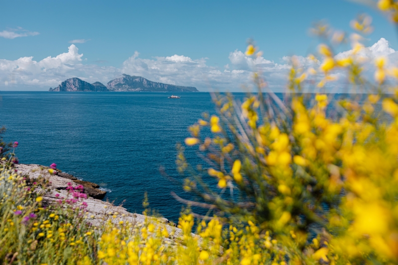 kaboompics_Yellow wild flowers and view of Capri island (Genista radiata).jpg 方案配图,色彩意境,黄色,