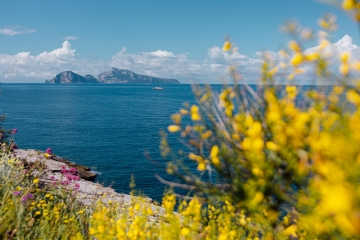黄色 kaboompics_Yellow wild flowers and view of Capri island (Genista radiata).jpg