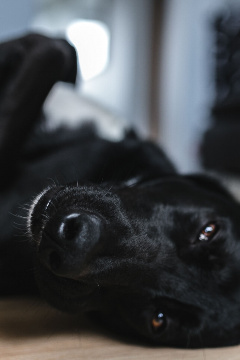 kaboompics_Adorable black dog.jpg 方案配图,色彩意境,黑色,