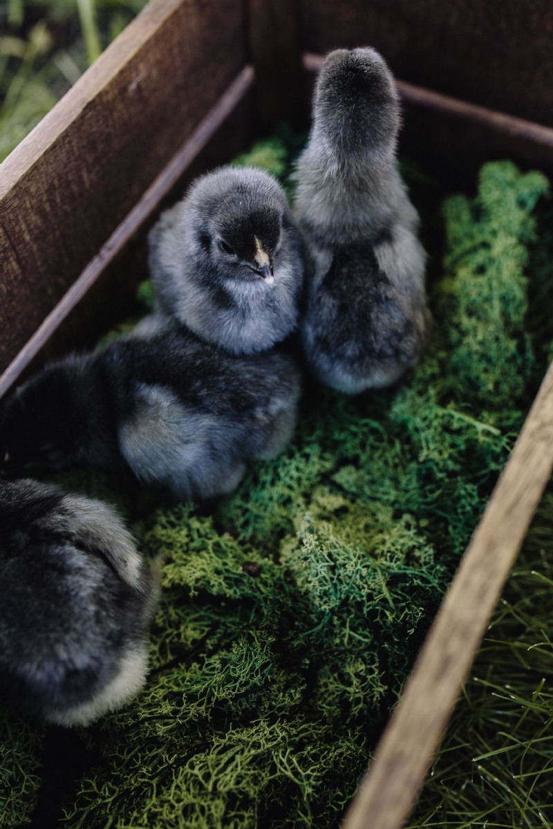 kaboompics_Black baby chicks.jpg 方案配图,色彩意境,黑色,