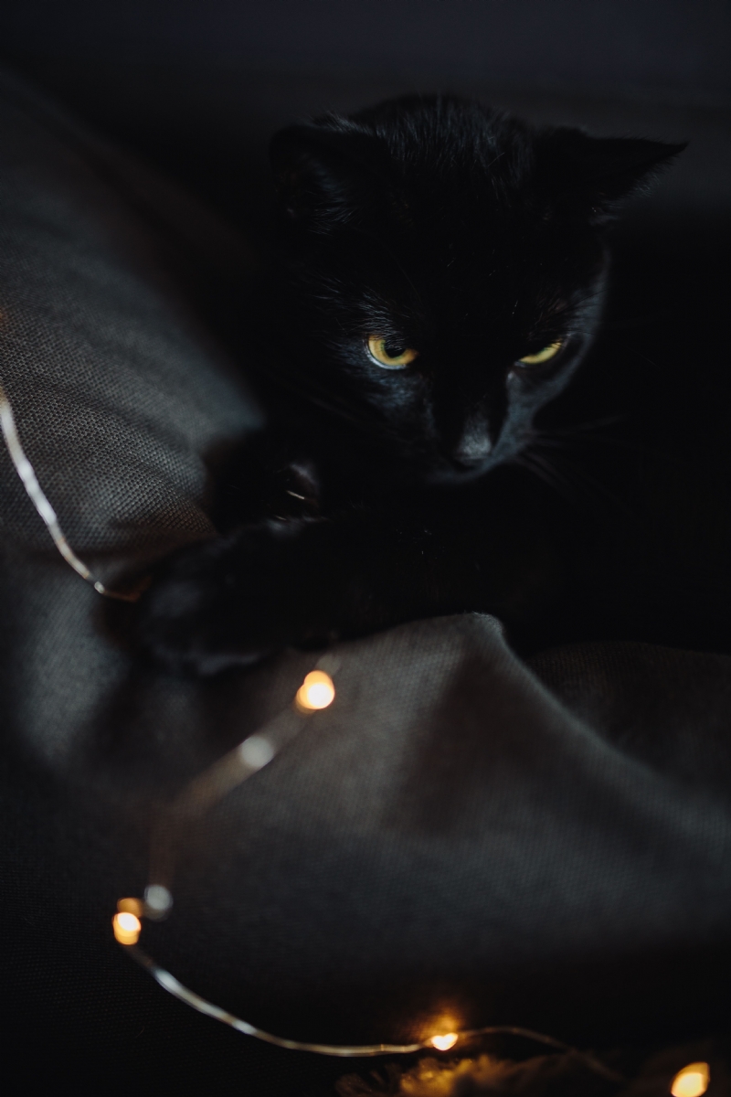 kaboompics_Black cat and fairy lights.jpg 方案配图,色彩意境,黑色,