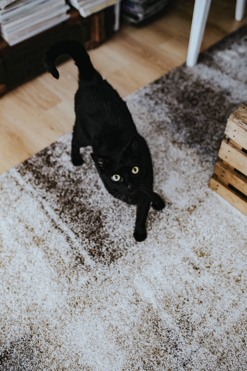 kaboompics_Black cat on a carpet in a living room.jpg 方案配图,色彩意境,黑色,