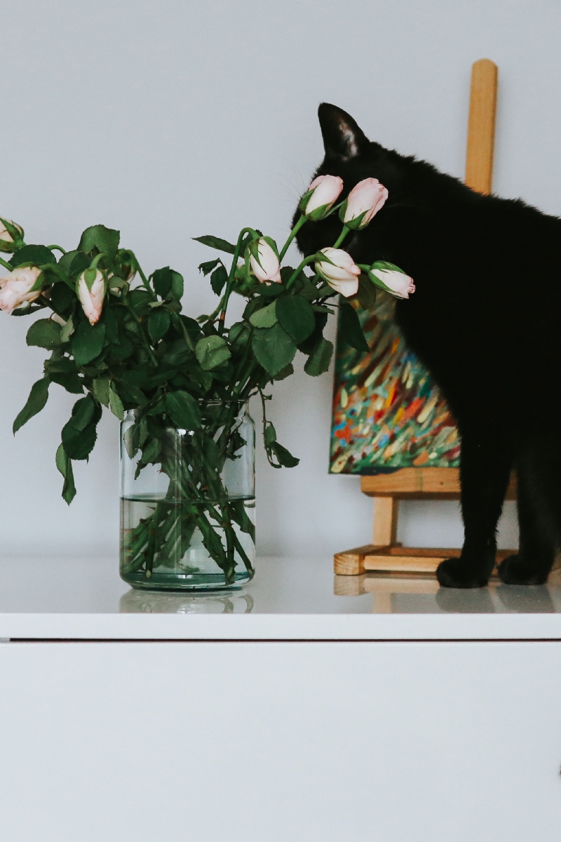 kaboompics_Black cat with flowers and a painting.jpg 方案配图,色彩意境,黑色,