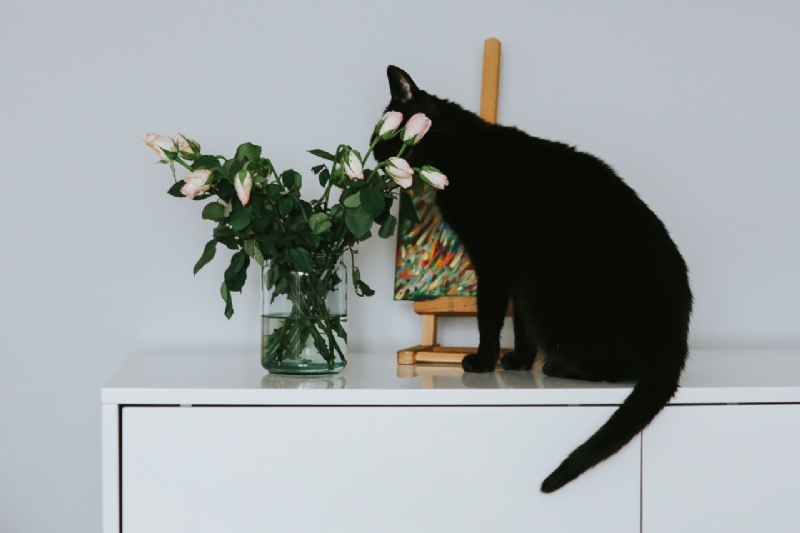 kaboompics_Black cat with flowers and a painting-2.jpg 方案配图,色彩意境,黑色,