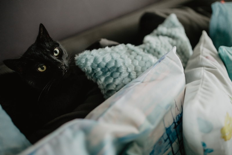 kaboompics_Black cat.jpg 方案配图,色彩意境,黑色,