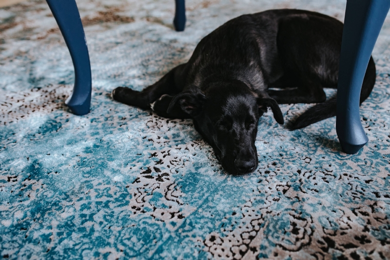 kaboompics_Black dog on a light blue carpet.jpg 方案配图,色彩意境,黑色,