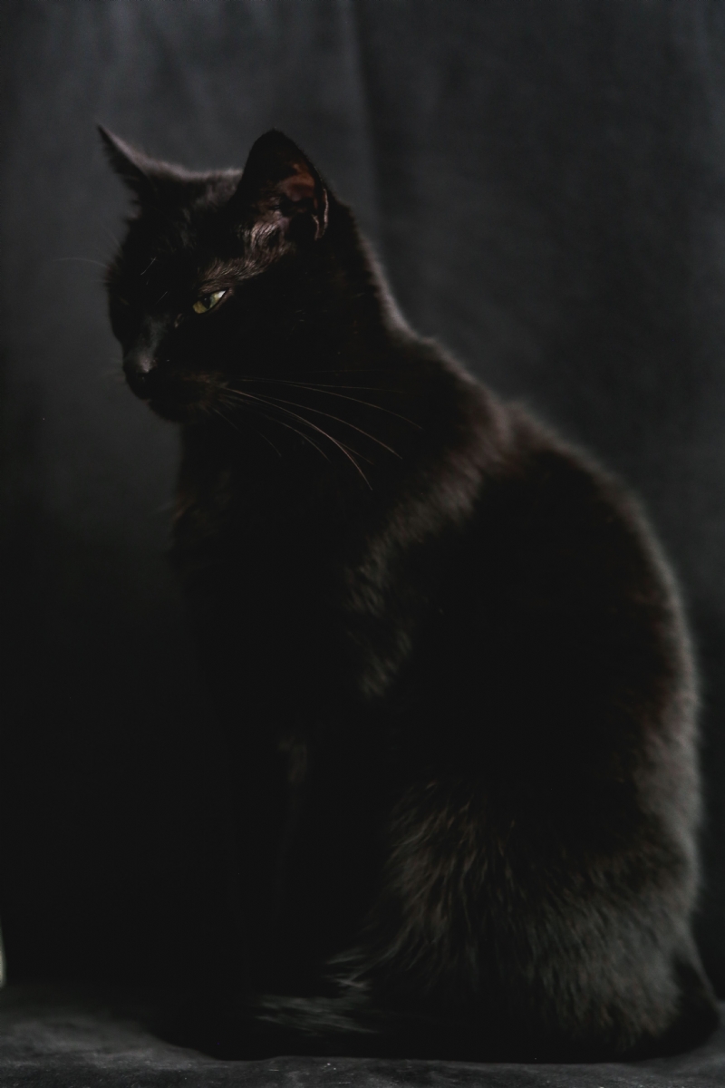 kaboompics_Portrait of black cat.jpg 方案配图,色彩意境,黑色,