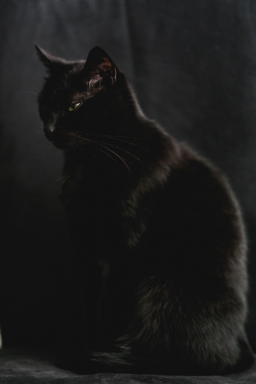 黑色 kaboompics_Portrait of black cat.jpg