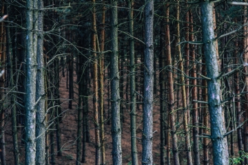 黑色 kaboompics_Trees in a forest.jpg