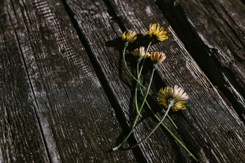 kaboompics_Yellow flowers on wood.jpg 方案配图,色彩意境,黑色,