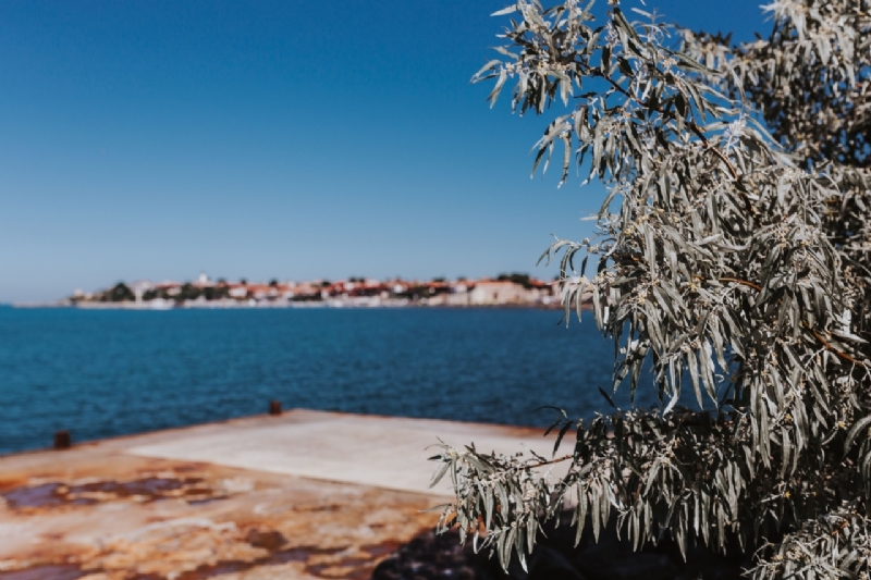 kaboompics_Close up of tree, Nessebar, Black Sea, Bulgaria-2.jpg 方案配图,色彩意境,蓝色,