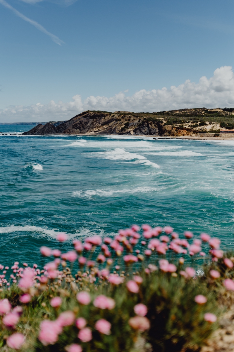 kaboompics_Cluster of Pink Flowers Growing at the Ocean's Edge, Portugal.jpg 方案配图,色彩意境,蓝色,