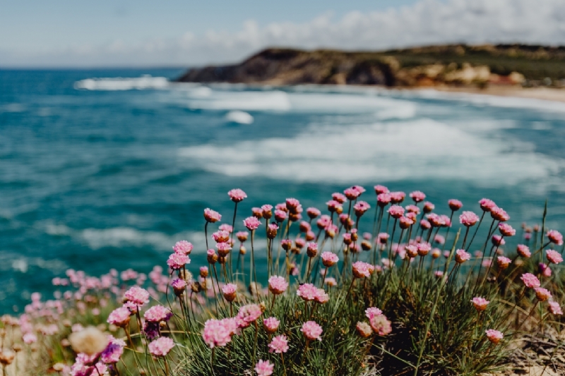 kaboompics_Cluster of Pink Flowers Growing at the Ocean's Edge, Portugal-2.jpg 方案配图,色彩意境,蓝色,