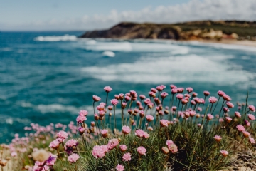 色彩意境 kaboompics_Cluster of Pink Flowers Growing at the Ocean's Edge, Portugal-2.jpg