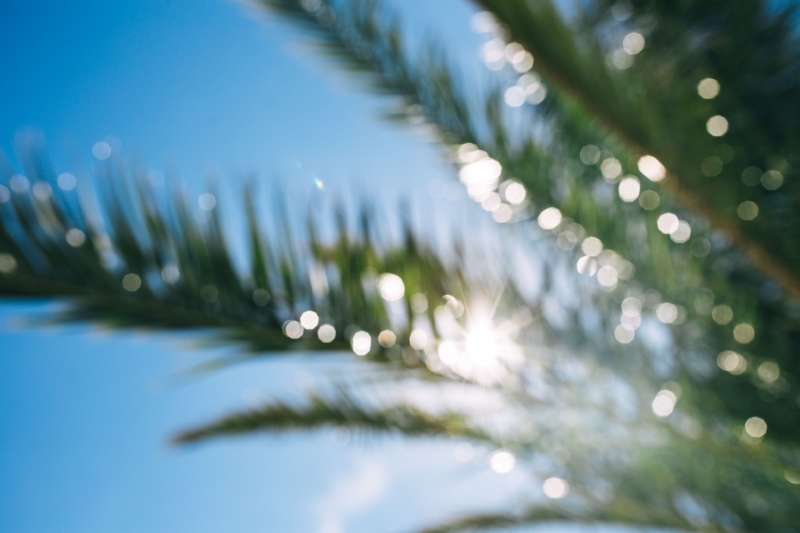 kaboompics_Blurred palm tree.jpg 方案配图,格调渲染,唯美梦幻,