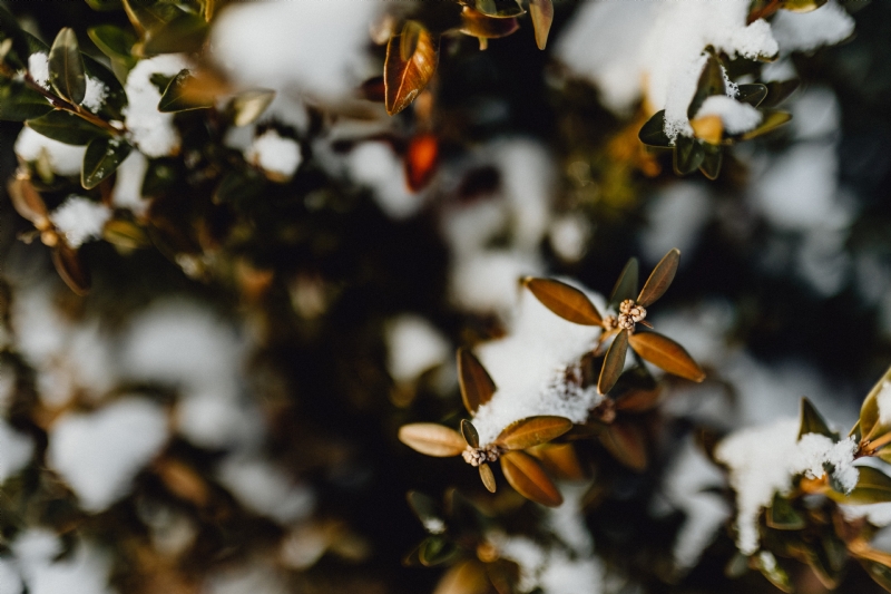 kaboompics_Boxwood covered with fresh snow.jpg 方案配图,格调渲染,唯美梦幻,