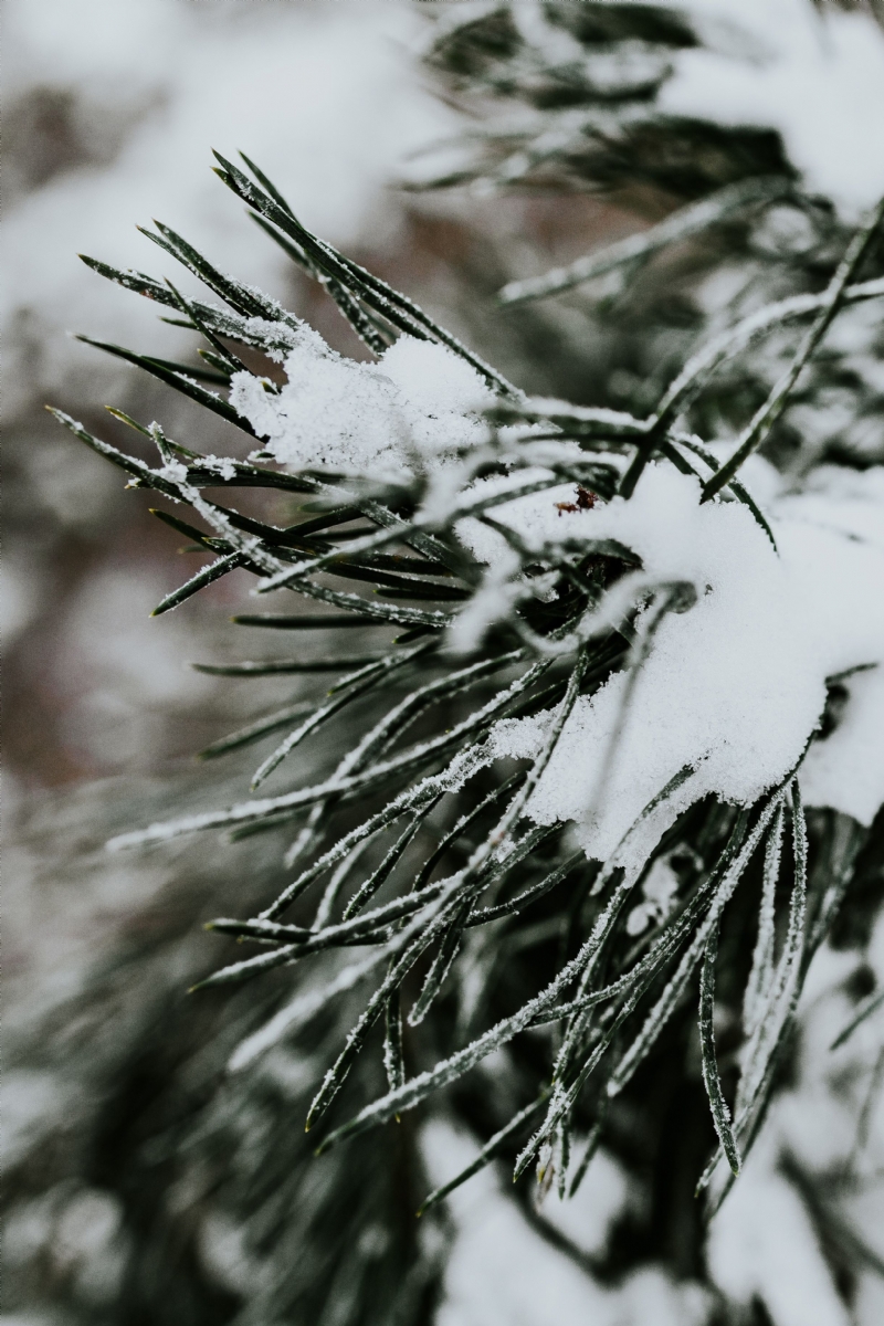 kaboompics_Close-ups of snowy trees.jpg 方案配图,格调渲染,唯美梦幻,