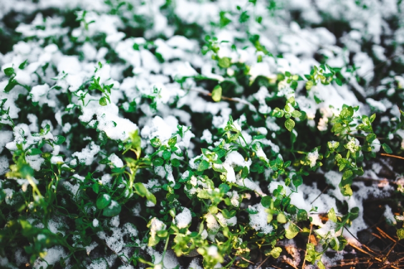 kaboompics_Close-ups of snowy trees-2.jpg 方案配图,格调渲染,唯美梦幻,