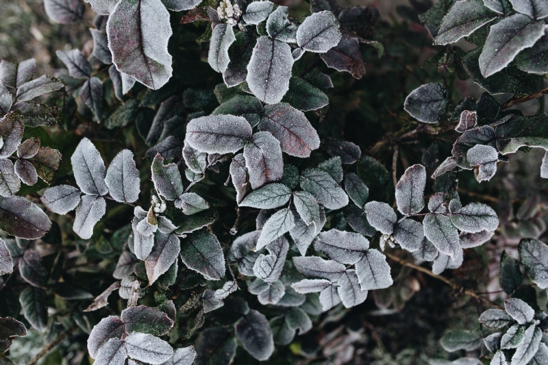 kaboompics_Detail of leaves covered in frost.jpg 方案配图,格调渲染,唯美梦幻,