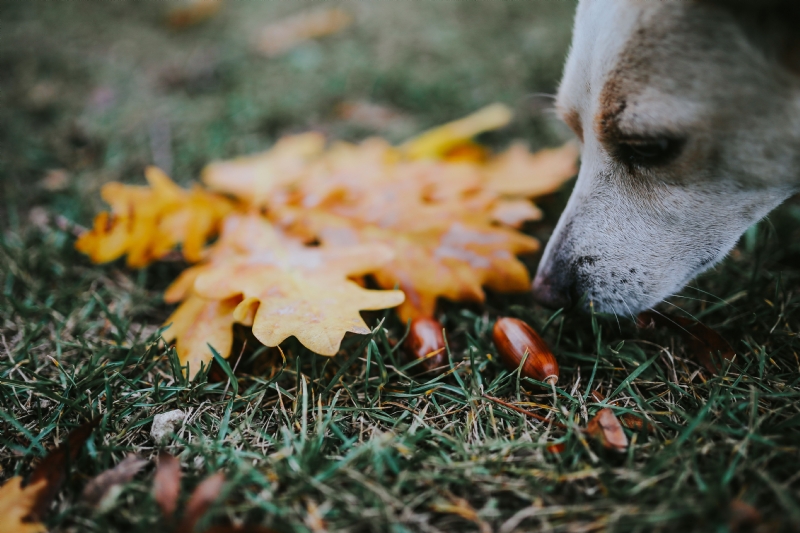 kaboompics_Dog with yellow leaves.jpg 方案配图,格调渲染,唯美梦幻,
