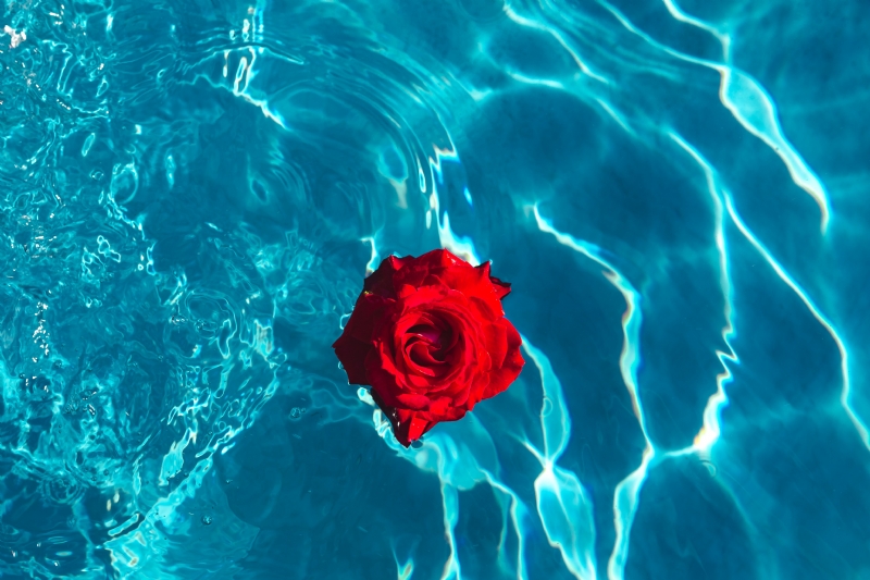 kaboompics_Fresh garden rose on the blue water of a swimming pool on a warm summer day.jpg 方案配图,格调渲染,唯美梦幻,