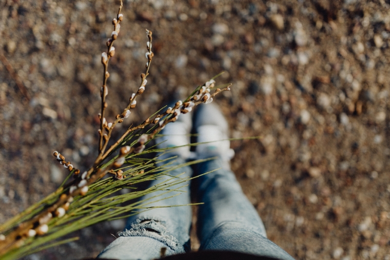 kaboompics_Fresh spring catkin branches.jpg 方案配图,格调渲染,唯美梦幻,