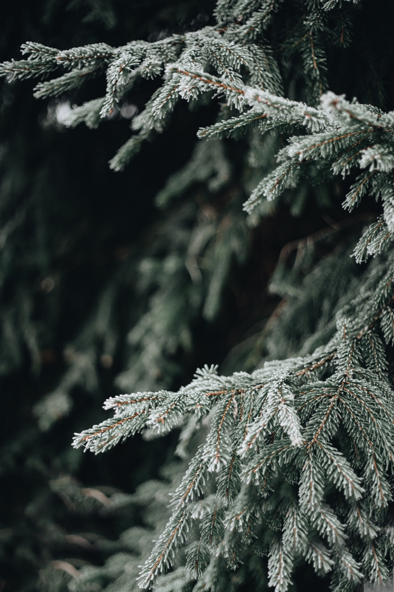 kaboompics_Frozen Spruce.jpg 方案配图,格调渲染,唯美梦幻,