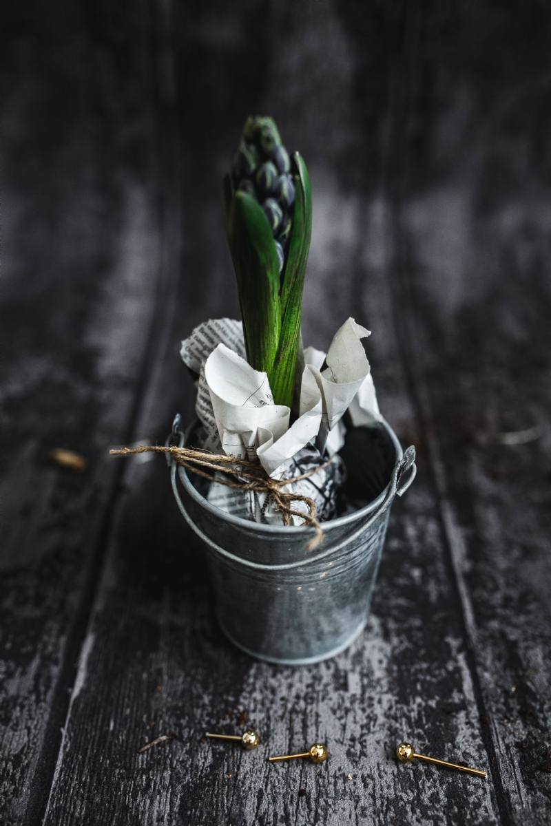 kaboompics_Green plant in a metal bucket pot.jpg 方案配图,格调渲染,唯美梦幻,