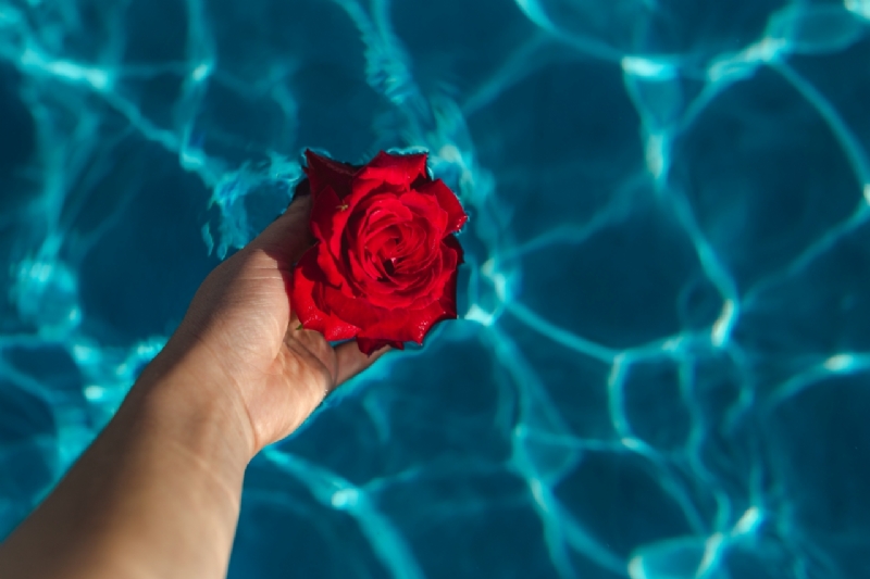 kaboompics_Hand & fresh garden rose on the blue water of a swimming pool-2.jpg 方案配图,格调渲染,唯美梦幻,