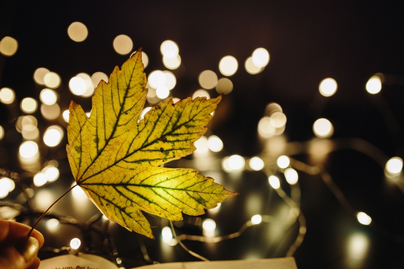 kaboompics_Leaf, fairy lights.jpg 方案配图,格调渲染,唯美梦幻,